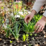 Featured image placeholder 16:9