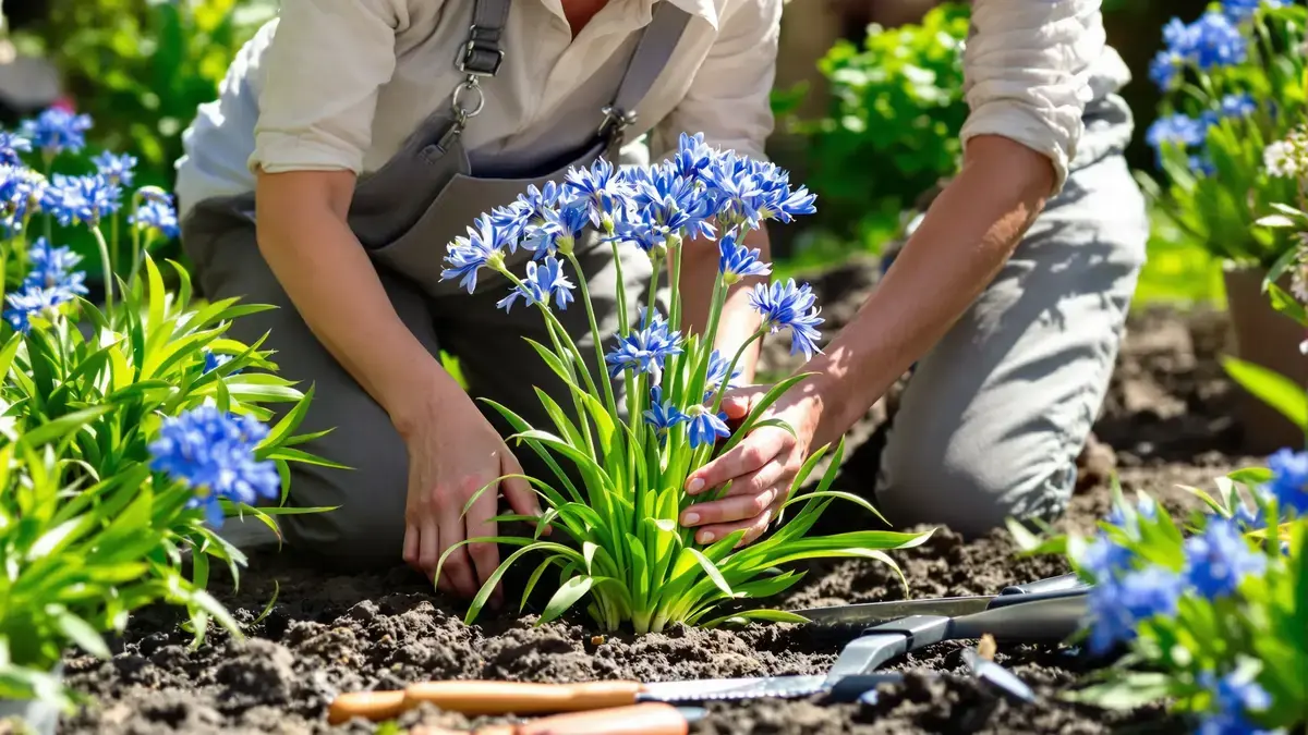 Tento jednoduchý a bezplatný tip zajistí zdraví vašich agapantů bez námahy